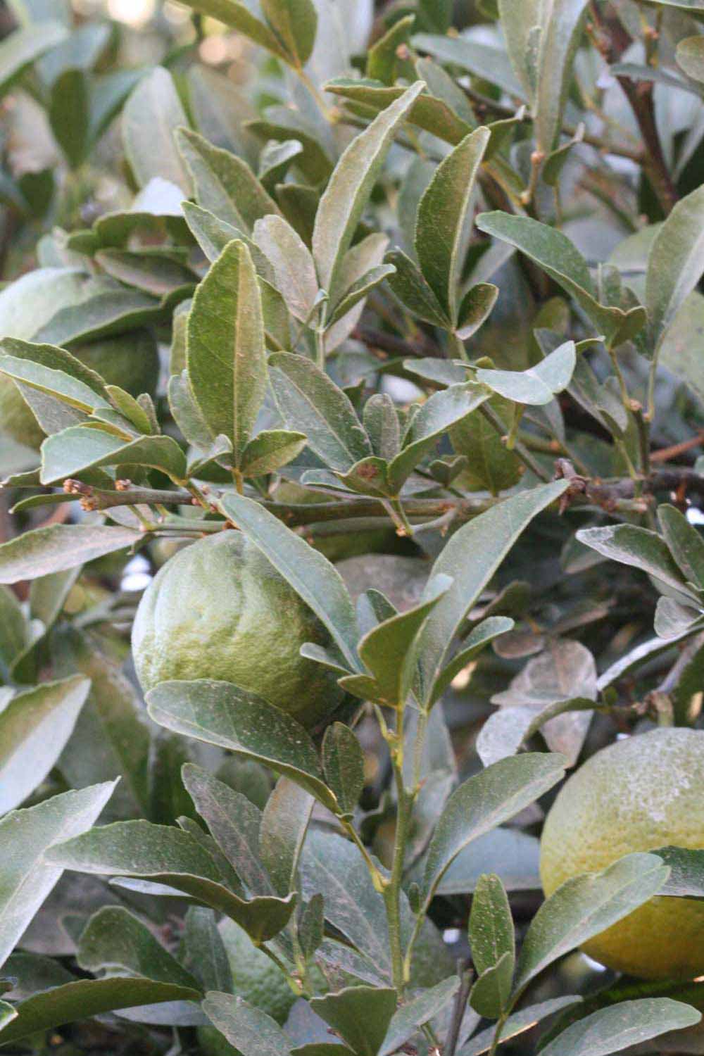              Immature fruit (Riverside, CA)       